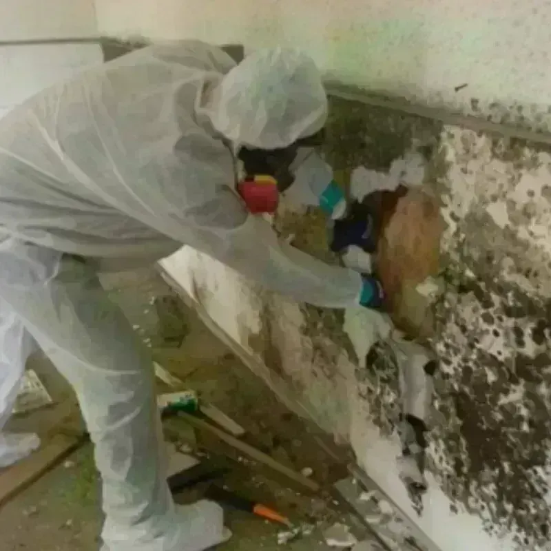 Mold Remediation and Removal in Saint James Parish, LA